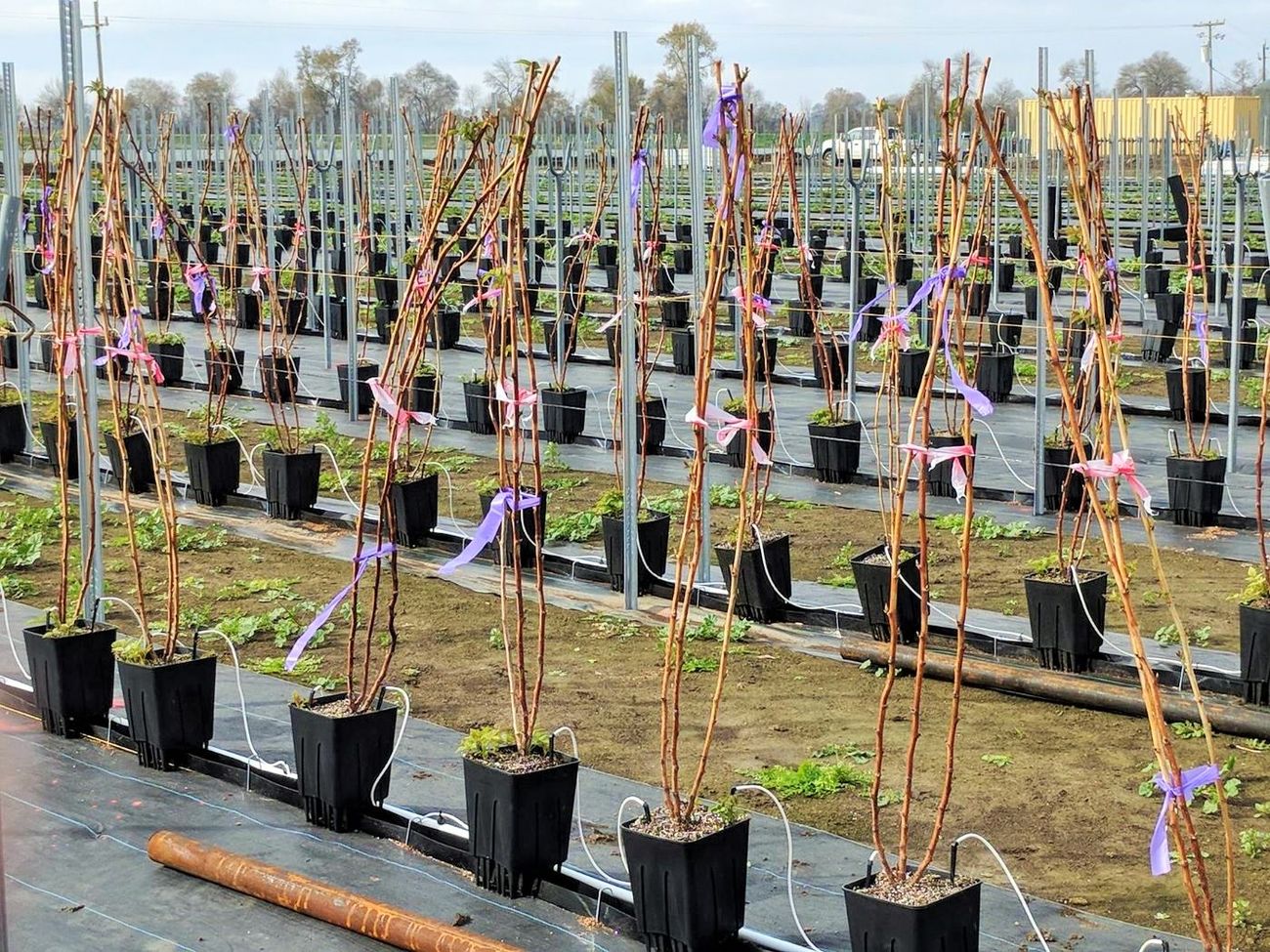 The Basic Functionality of a Hydroponic System