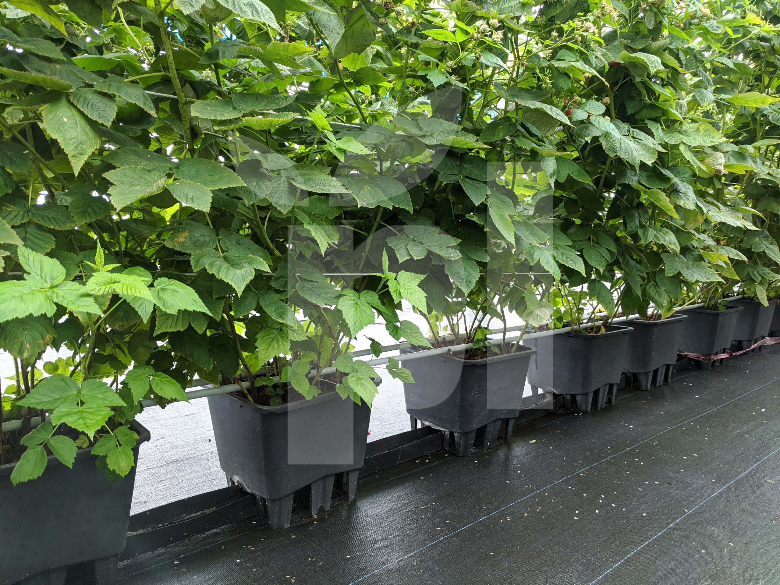 Growing Raspberries in the Right Containers