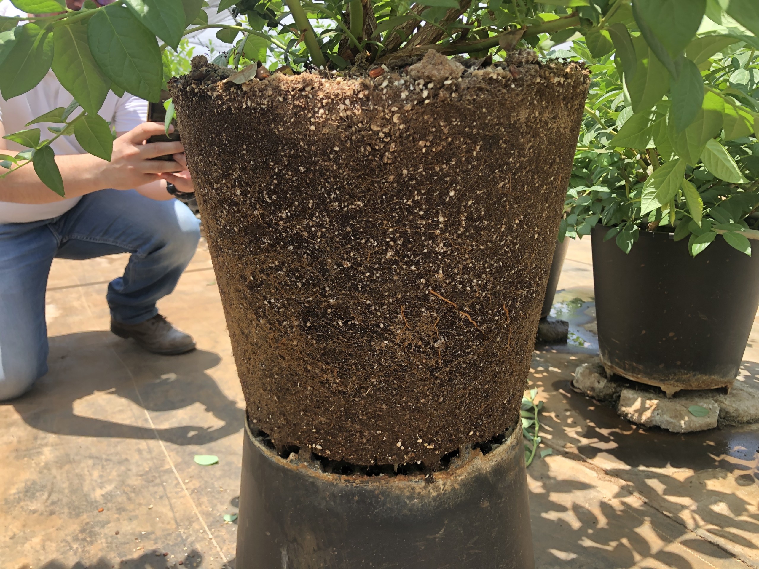 Hydroponic Cultivation, Substrate and Containers