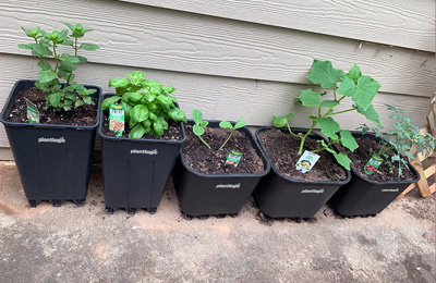 Growing your own vegetables has never been that easy! 7 easiest vegetables to grow in your home.