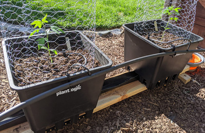 The most common mistakes when starting a home growing project