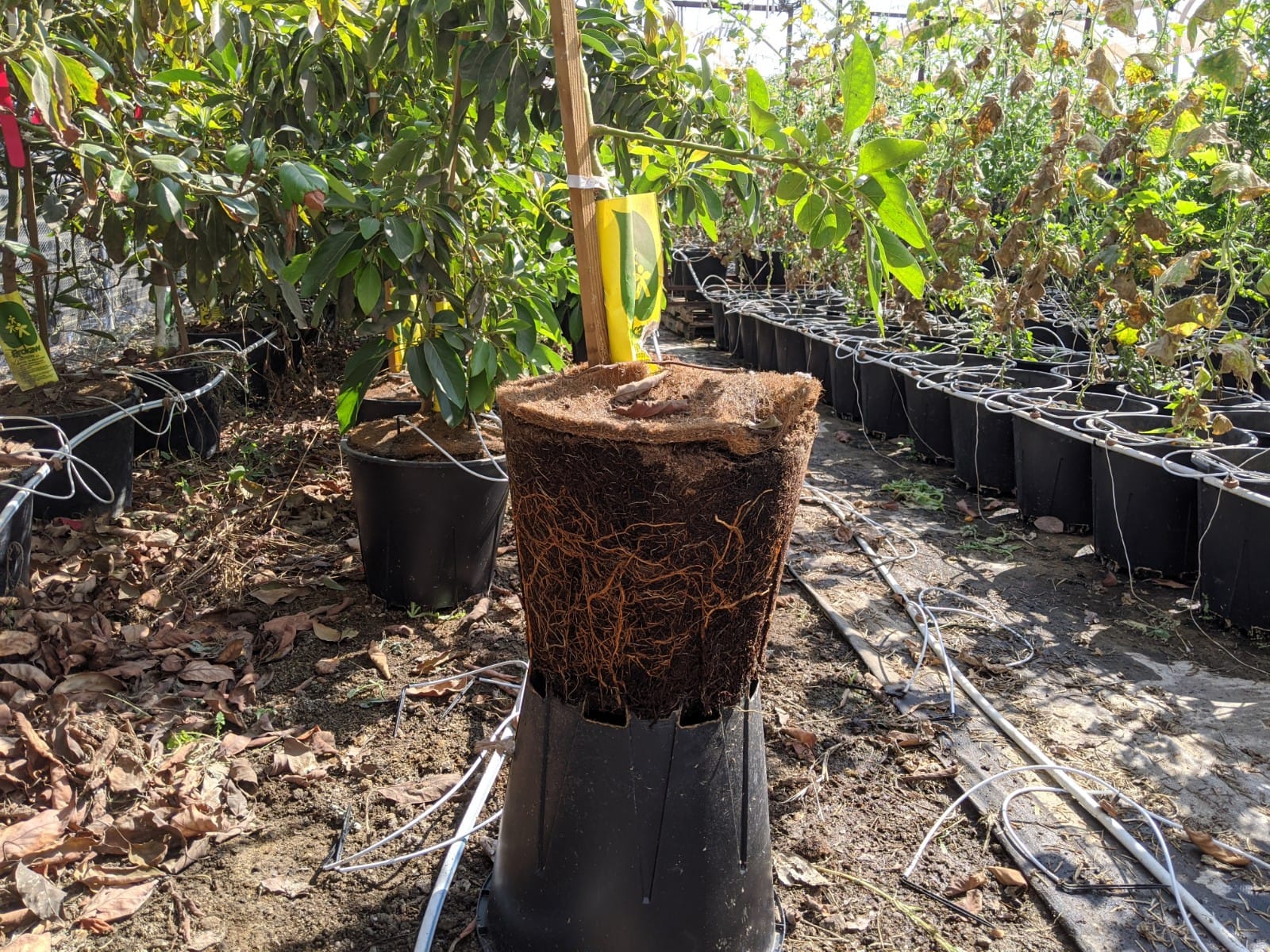 Key recommendations in avocado production