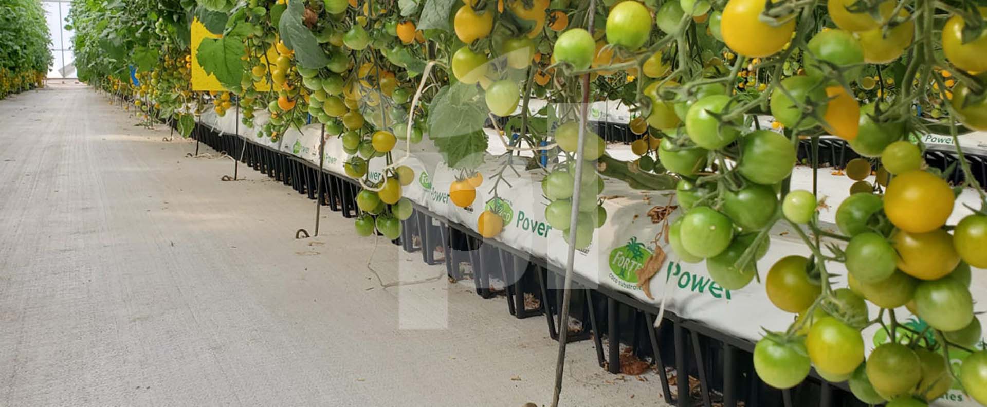 Boost your Crops in Slabs with Kratos