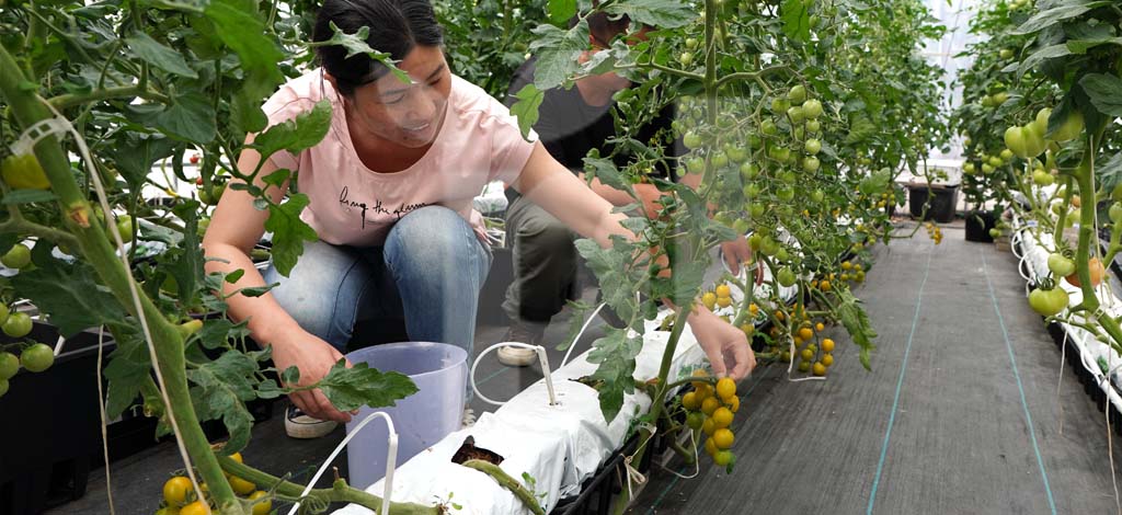 Kratos or Rivus: Learn the main advantages of Plantlogic´s slab bases