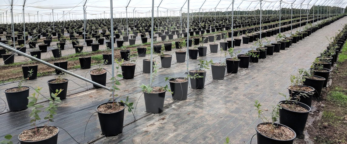 Tomas Gonzalez, Head of Production at Snack Berries Chile Testimonial