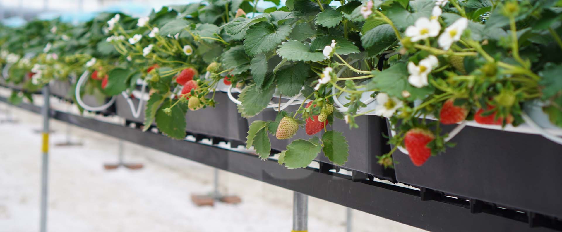 Maximize your strawberry production with Plantlogic´s tabletop growing systems