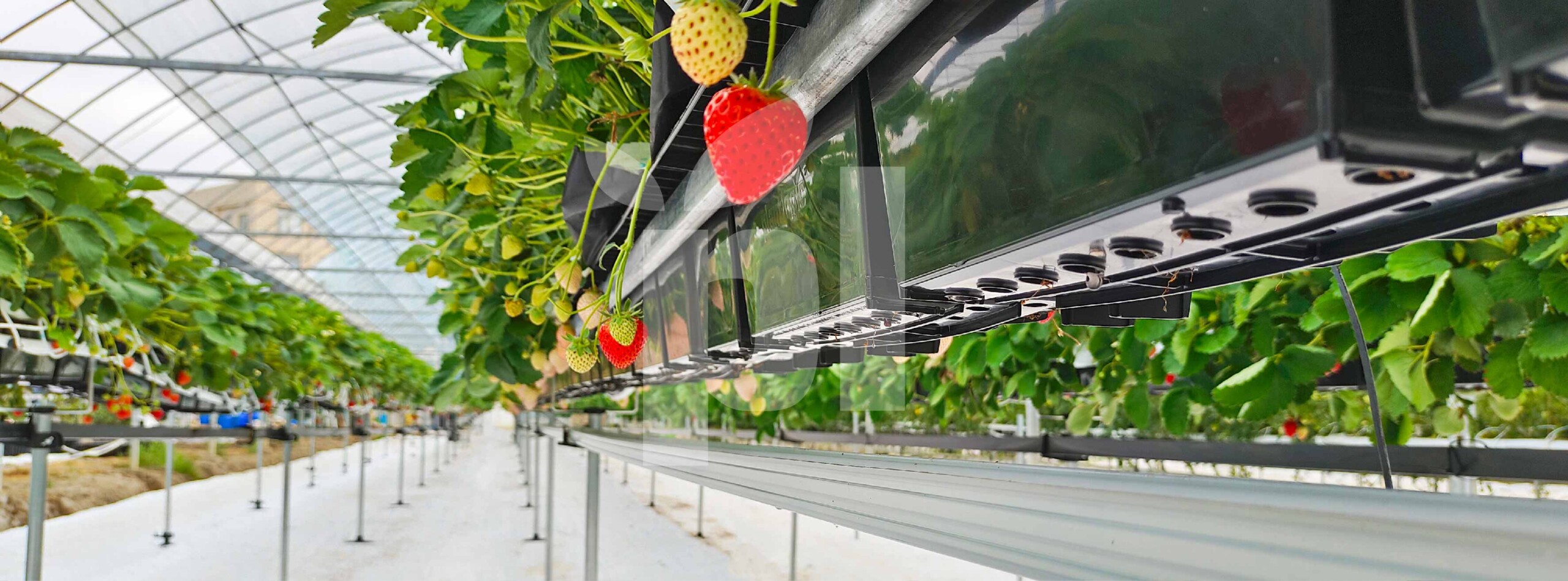 Introducing totally new solution to transition from soil to substrate tabletop system